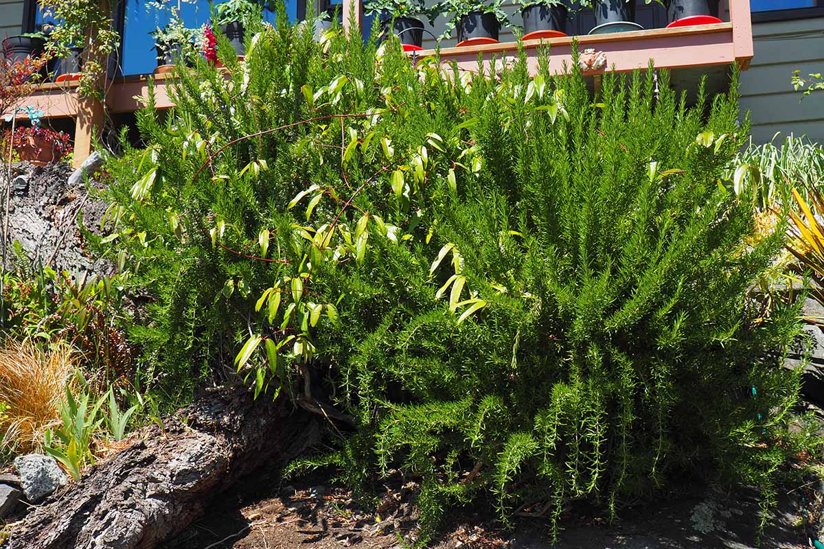 A close up horizontal image of large rosemary bushes growing in a sheltered spot outside a residence.