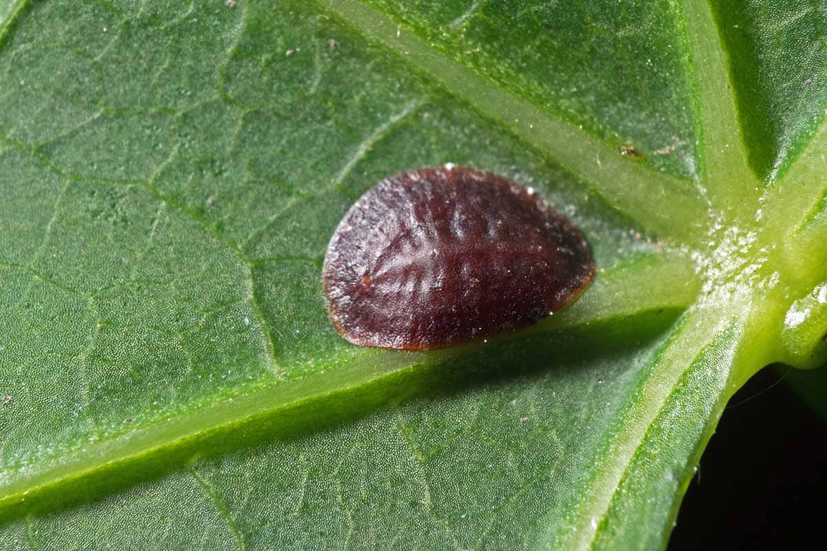 A close up horizontal image of a scale insect on a green leaf pictured on a soft focus background.