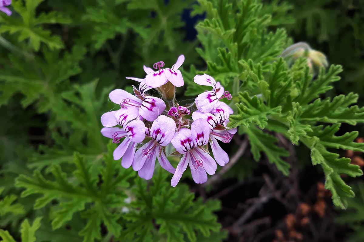 A close up of a scented geranium growing in the garden pictured on a soft focus background.