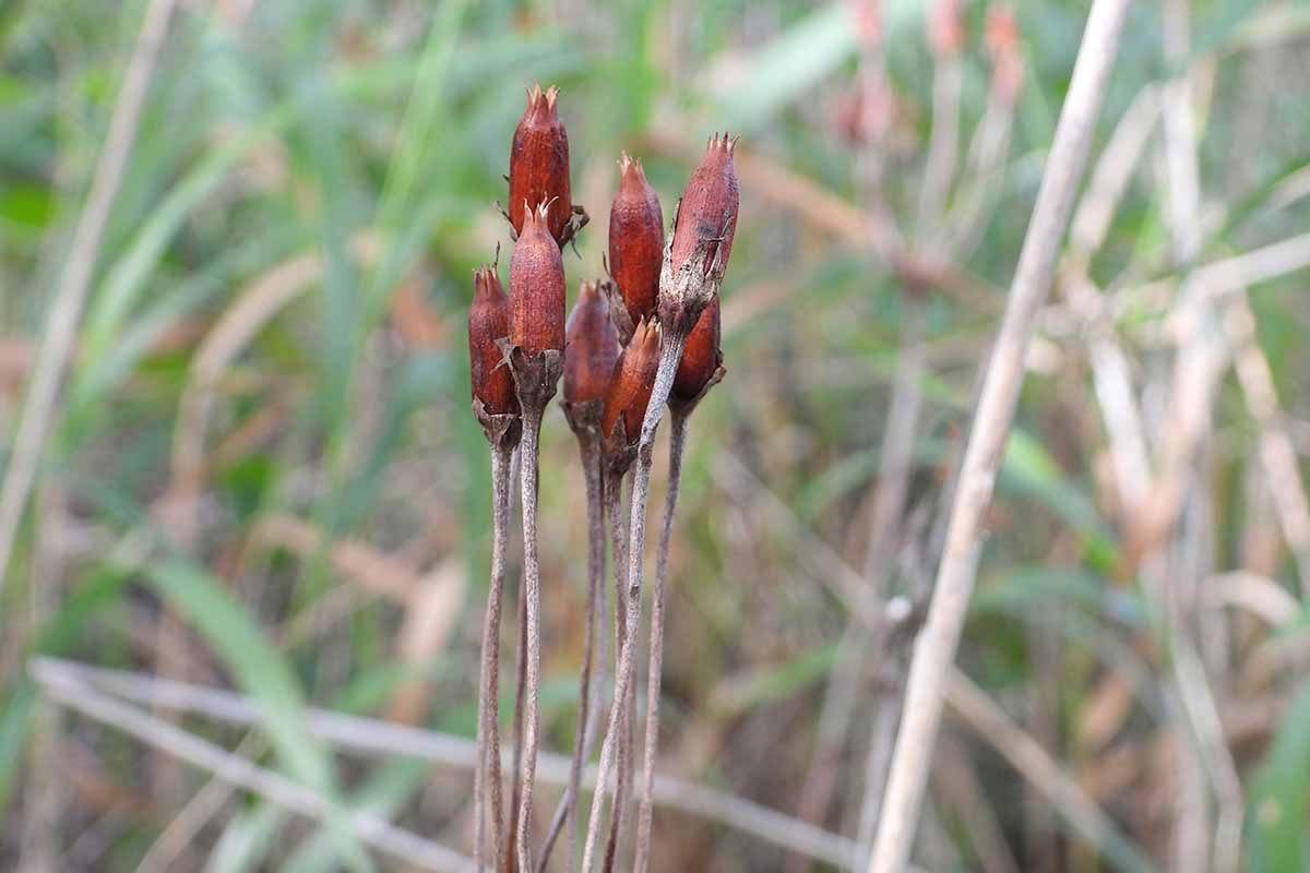 A close up horizontal image of seed pods on shooting star plants growing in a prairie.