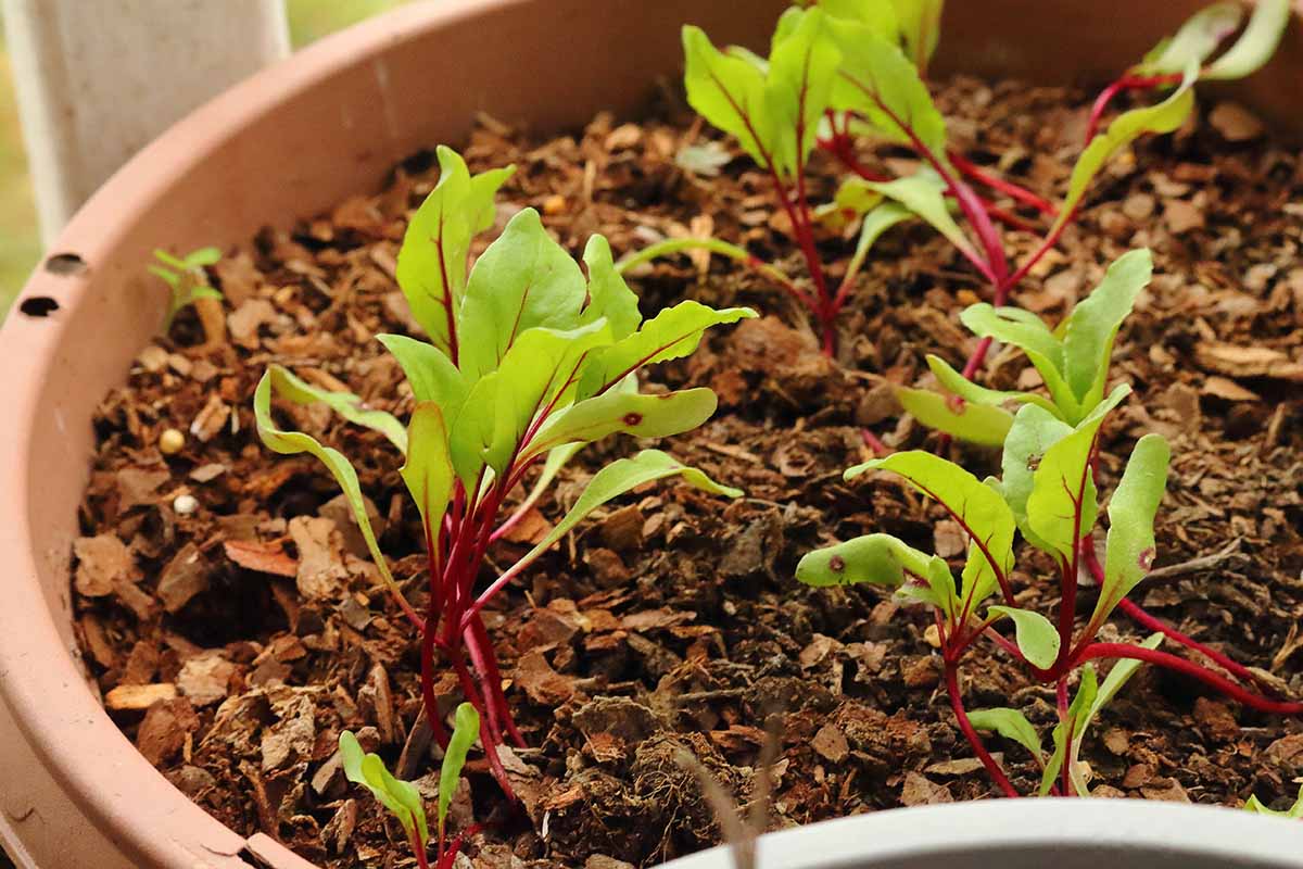 A close up horizontal image of beet seedlings pushing through the rich soil.