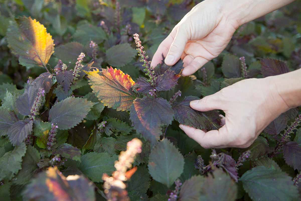 A horizontal image of two hands from the right of the frame harvesting purple shiso growing in the garden.