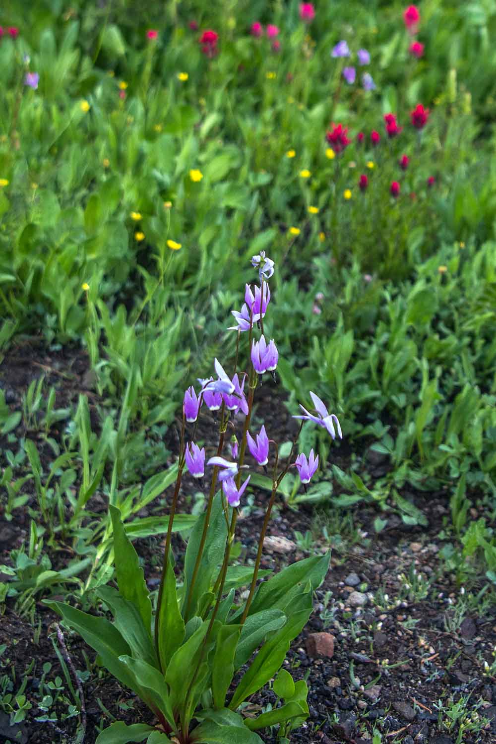A close up vertical image of purple shooting star flowers growing in a meadow.