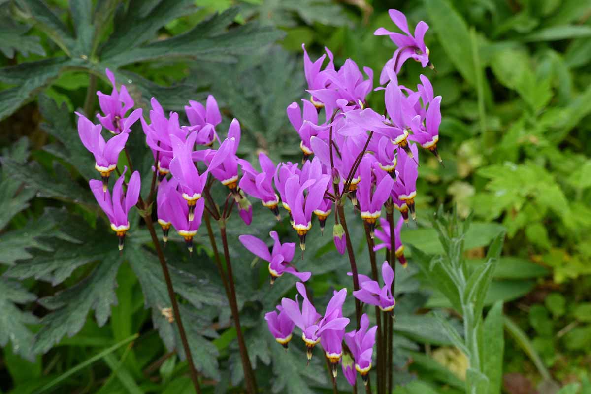 A close up horizontal image of shooting star flowers growing wild pictured on a soft focus background.