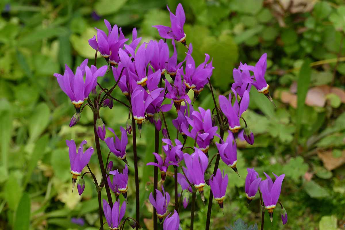 A horizontal image of light purple shooting star wildflowers growing in a meadow.
