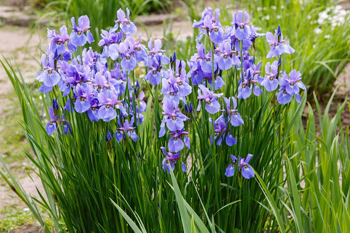 A close up horizontal image of a clump of blue Siberian Iris (Iris sibirica) in bloom growing as a feature in a flower garden.