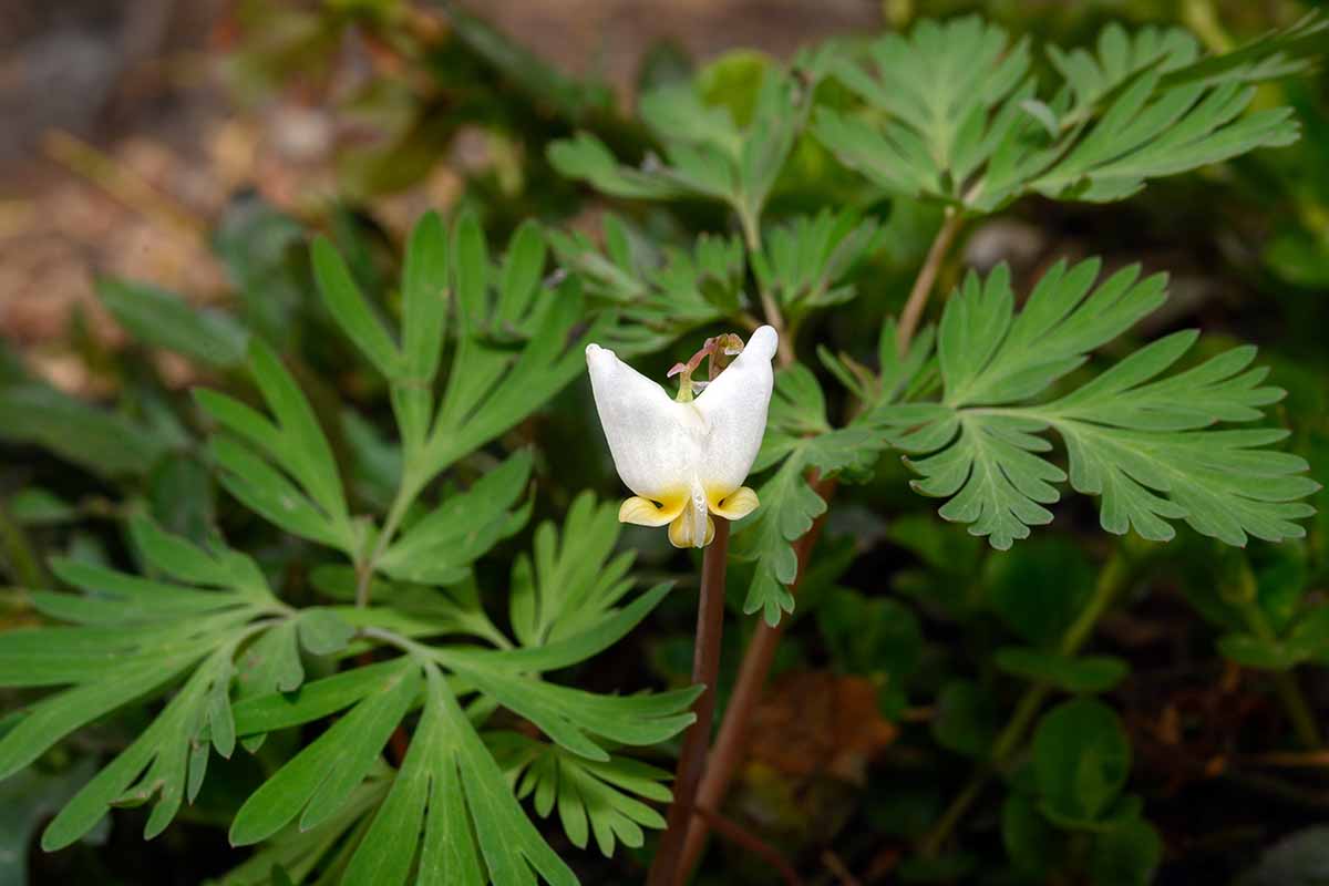 A close up horizontal image of a single white and yellow Dutchman's breeches flower growing in the garden.