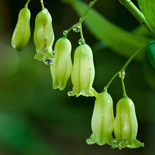 A close up of the pendant flowers of Solomon's seal growing in the garden pictured on a soft focus background.