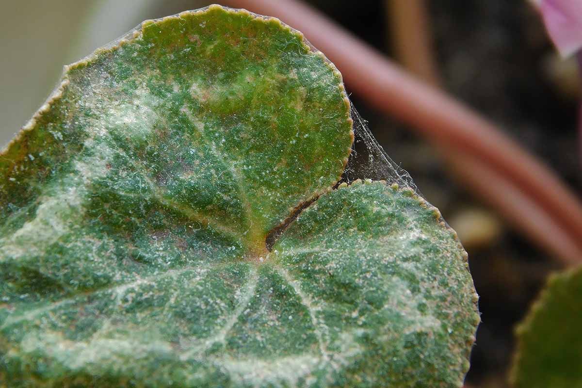 A close up horizontal image of symptoms of spider mites on a leaf.