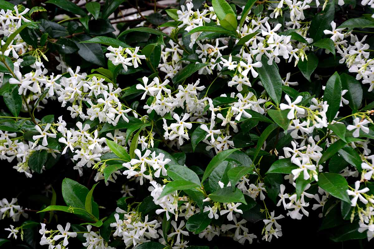 A close up of a Trachelospermum jasminoides in full bloom with delicate white flowers contrasting with dark green foliage.