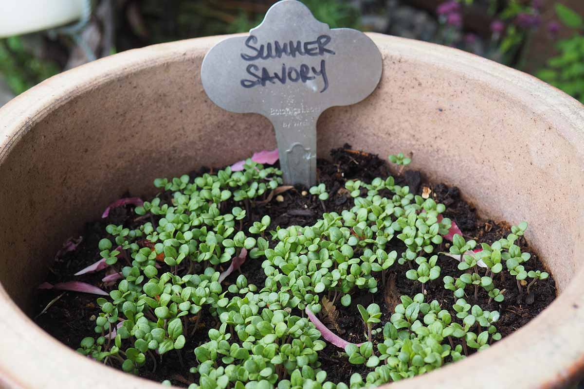 A close up of a terra cotta pot with small summer savory shoots and a little metal sign.