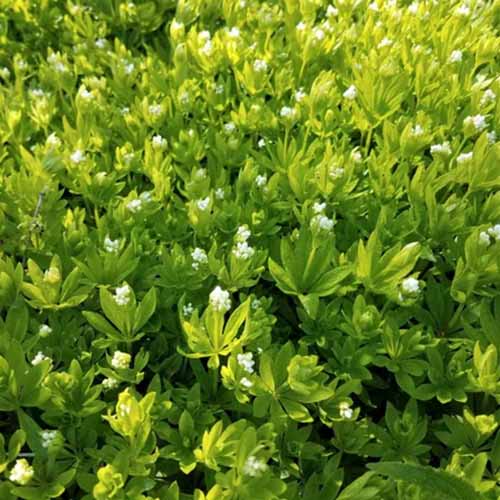 A close up square image of sweet woodruff growing in the garden.