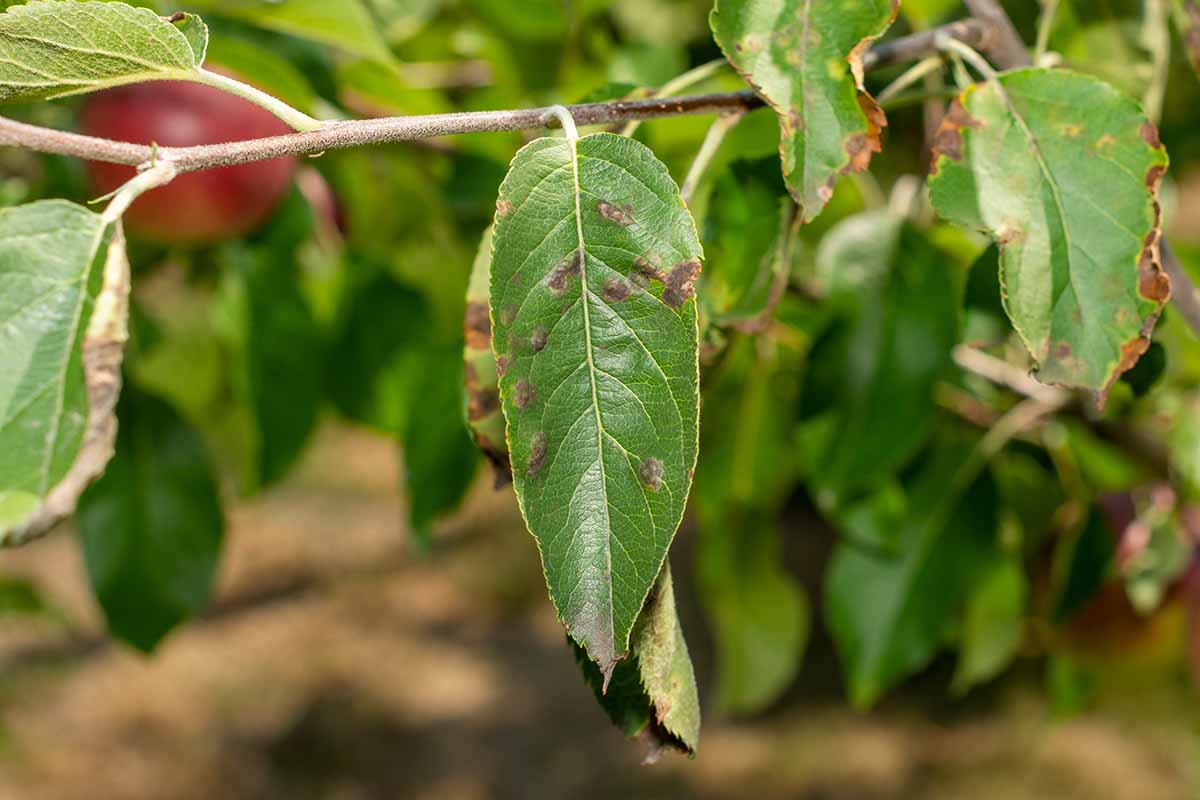 A close up horizontal image of an apple tree suffering from a fungal infection, pictured on a soft focus background.