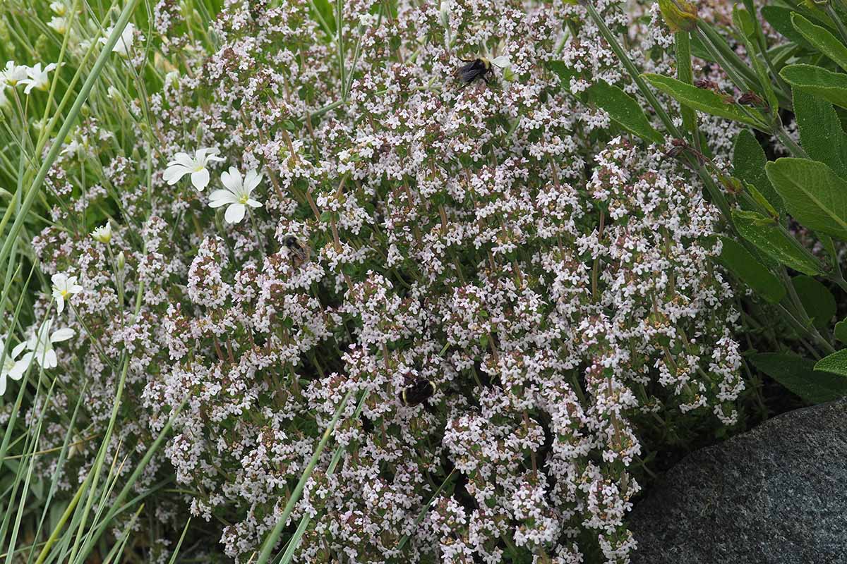 A close up of the delicate flowers of thyme growing in the garden.
