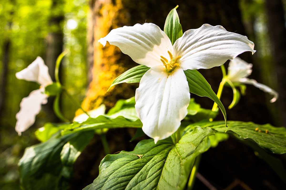 A close up horizontal image of a white trillium flower pictured in light filtered sunshine.