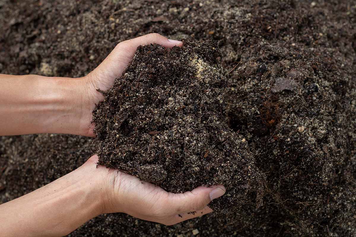 A close up horizontal image of two hands from the left of the frame holding the soil in the garden.