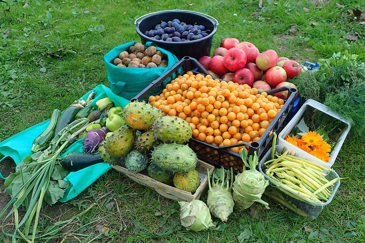 A close up horizontal image of a variety of different fruits and vegetables freshly harvested from the home garden.