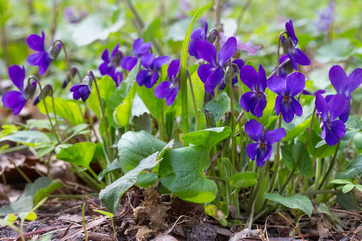 A close up horizontal image of purple violets growing in a shady spot in the garden.