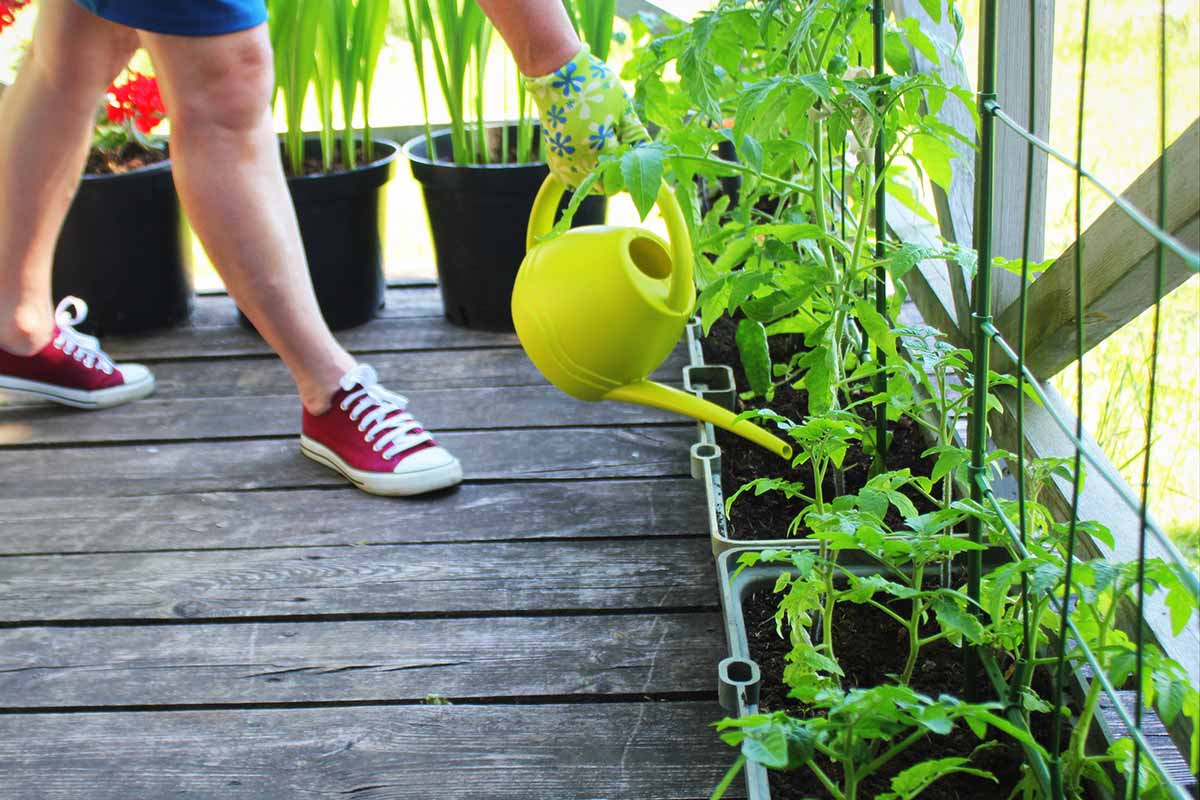 A close up horizontal image of a gardener using a watering can to irrigate tomato plants growing in planters on a wooden deck.