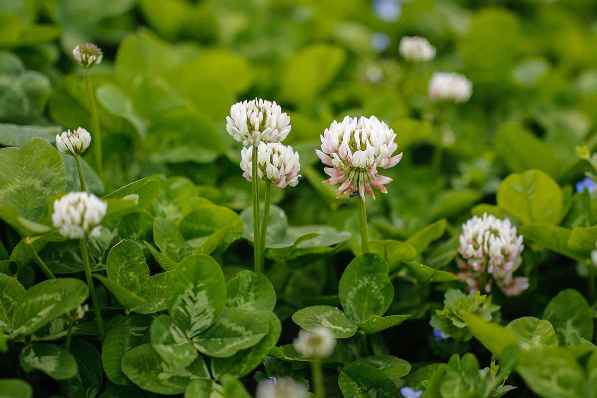 A close up horizontal image of white clover growing in a permaculture garden to fix nitrogen in the soil.