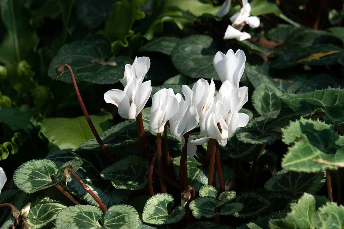 A close up horizontal image of white flowers growing in a shady spot in the garden.