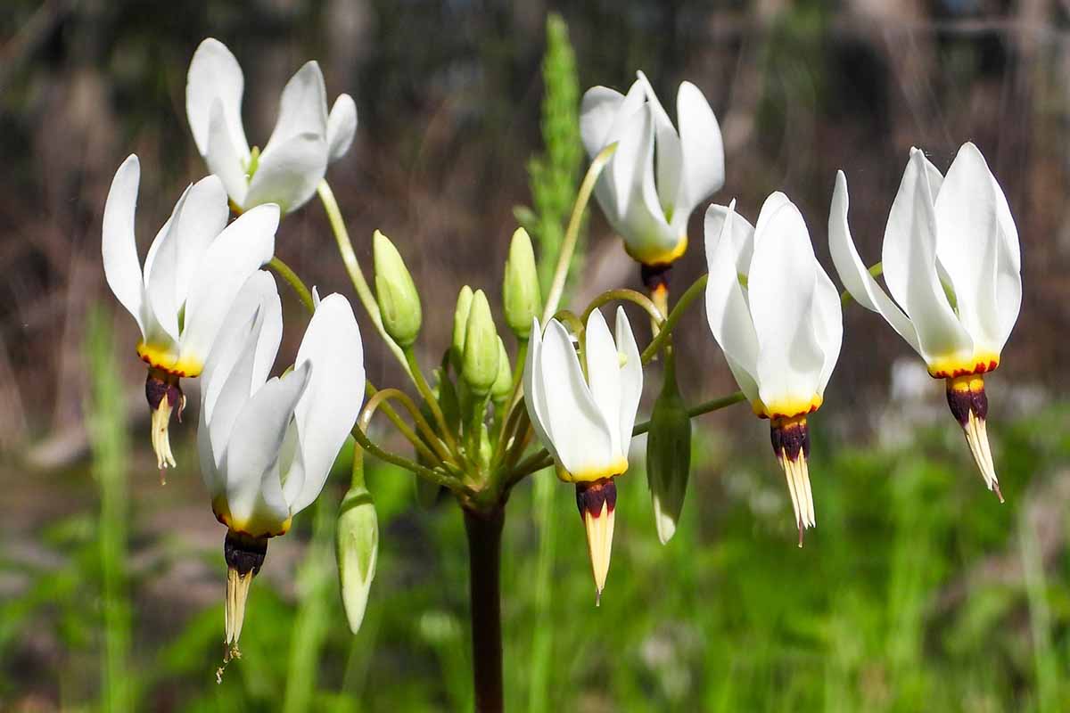 A close up horizontal image of white prairie shooting star wildflowers growing in a meadow pictured on a soft focus background.