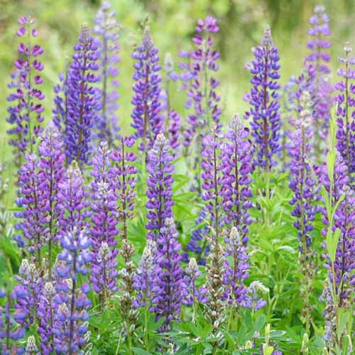 A close up square image of purple wild lupines growing in a meadow.