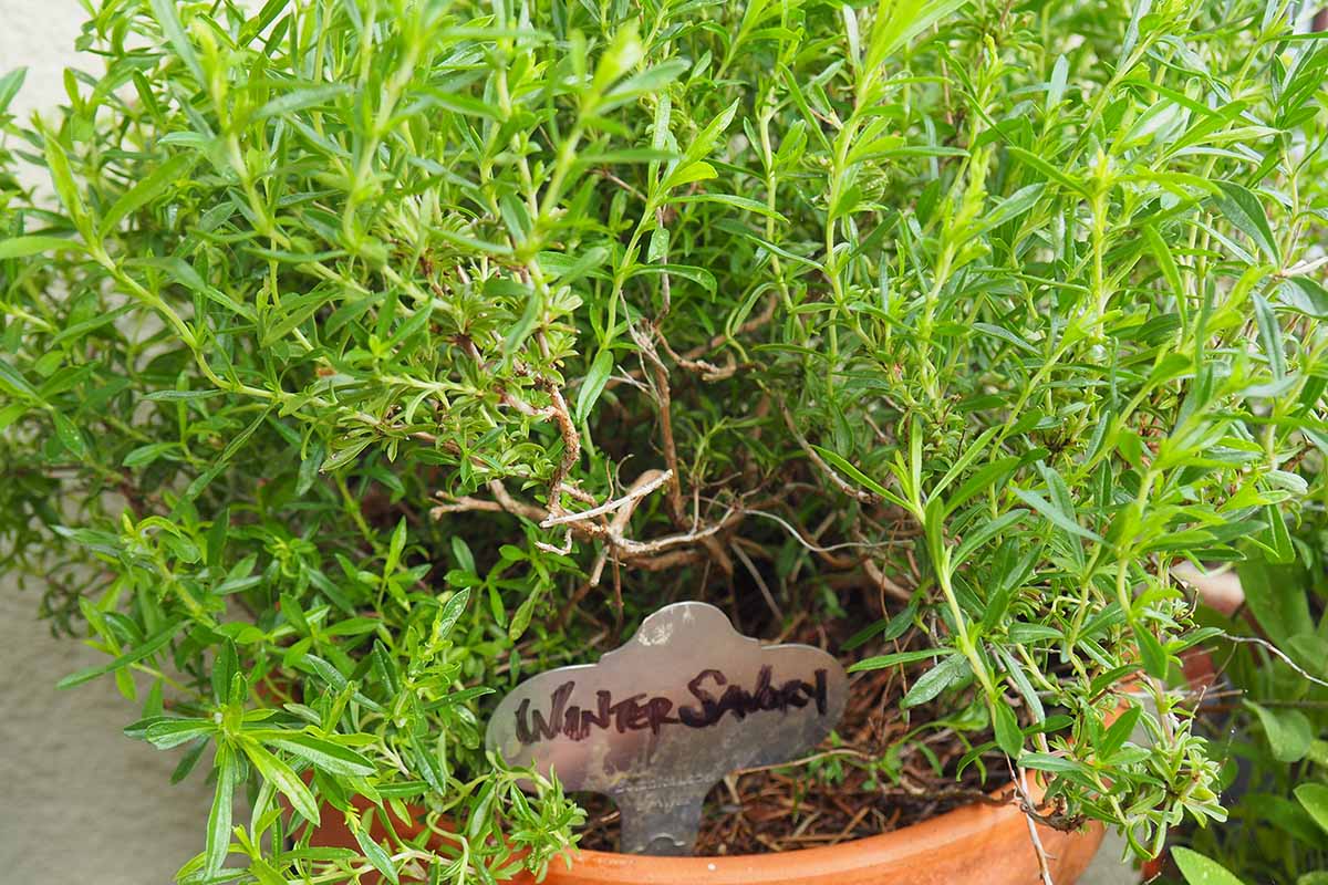 A close up of winter savory growing in a terra cotta pot outdoors, pictured in bright sunshine.