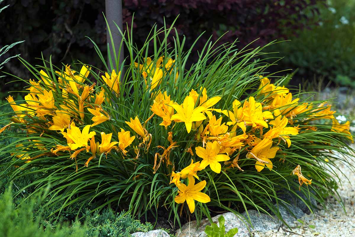 A horizontal image of yellow daylilies growing in a garden border.