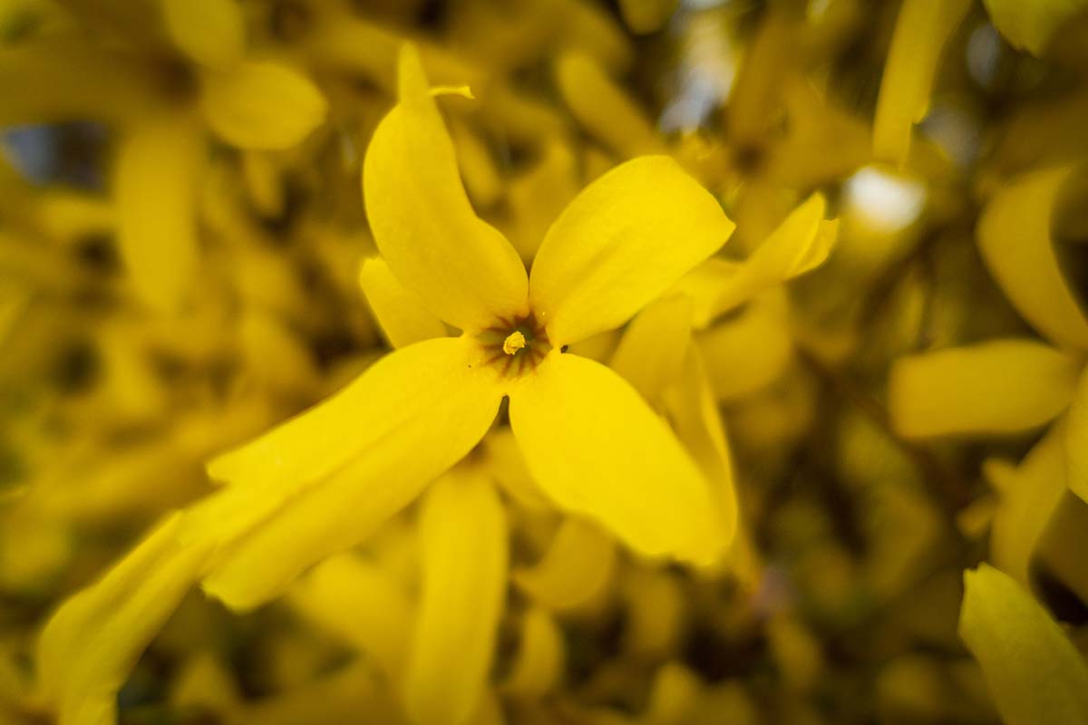 A close up of yellow forsythia flowers growing in the garden.