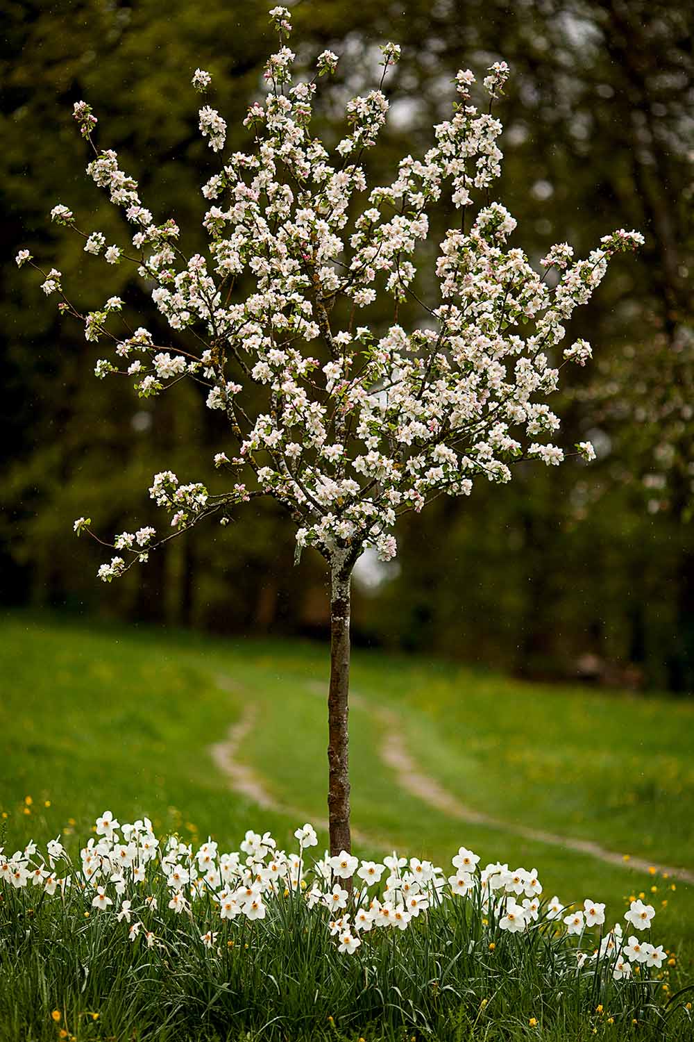 A close up vertical image of a young fruit tree in full bloom with daffodils growing around its base.