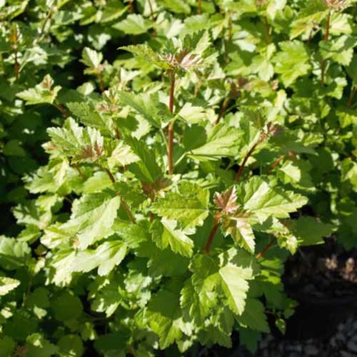 A square image of a Ribes alipinium shrub growing in a sunny garden.