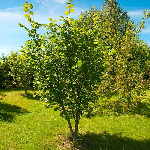 A square image of an American hazelnut growing in the landscape pictured in bright sunshine on a blue sky background.
