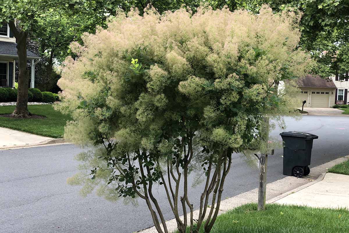 A horizontal image of an American smoke tree growing in the strip between the pavement and the street with a black recycling bin in the background.
