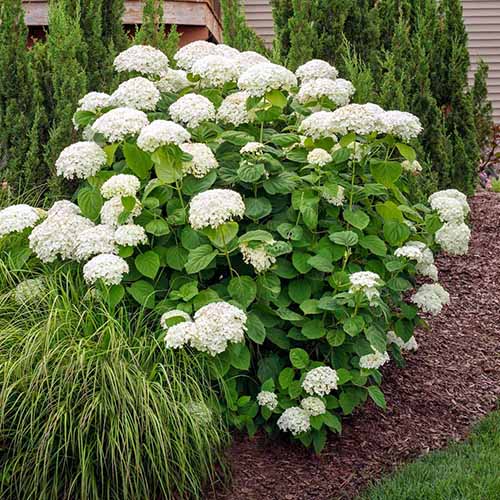 A close up square image of 'Annabelle' in full bloom growing in a garden border surrounded by bark mulch.