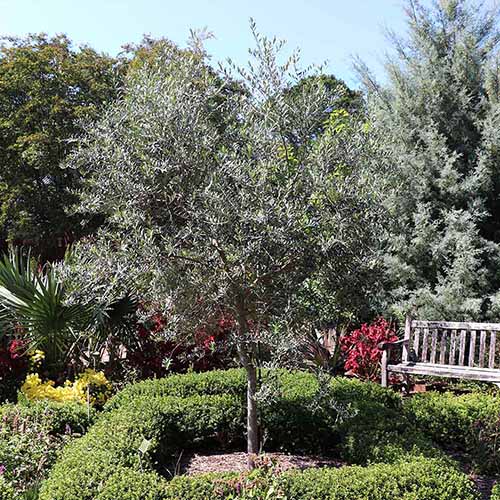 A square image of an 'Arbequina' small olive tree growing in a formal garden pictured in bright sunshine.
