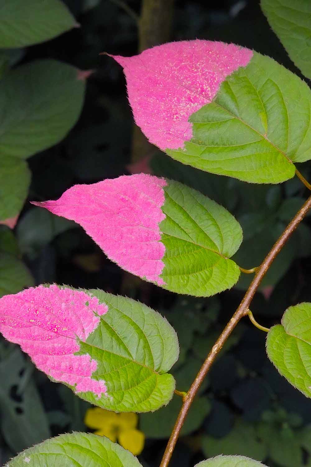 A close up vertical image of the foliage of a variegated kiwi vine 'Arctic Beauty,' a climbing vine growing in the garden.