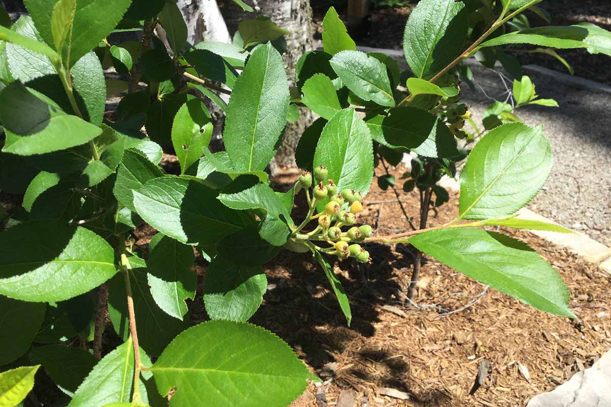 A horizontal image of a large aronia shrub with green berries developing.