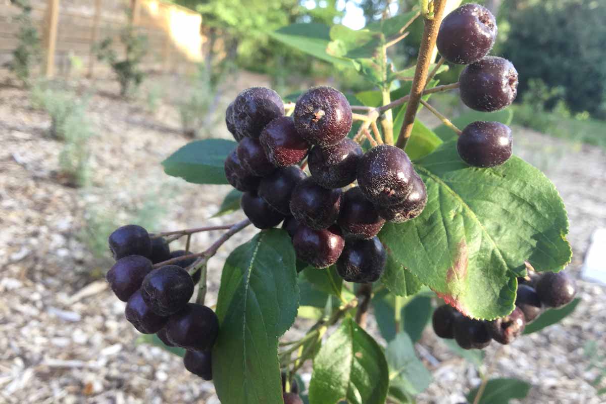A close up horizontal image of black chokeberries ripening in the late summer garden.