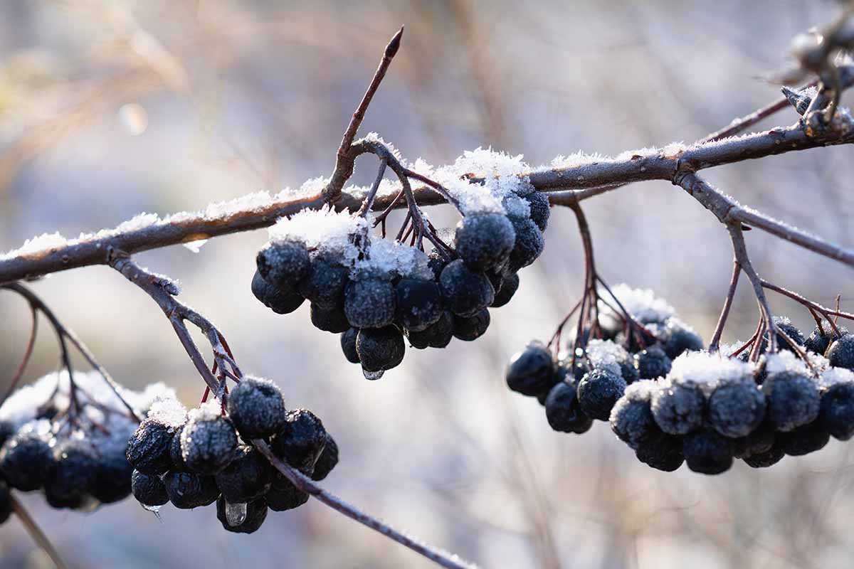 A horizontal image of clusters of black chokeberries covered in a light dusting of frost.