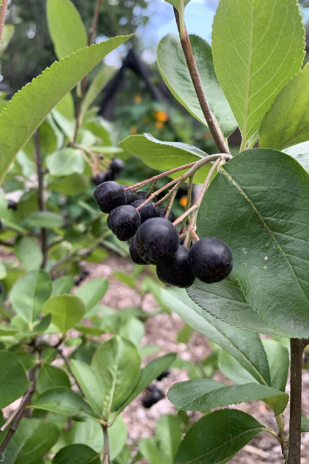 A close up vertical image of black chokeberries ripening in the garden surrounded by foliage.