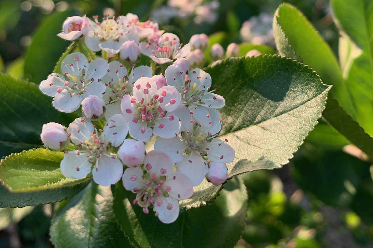 A close up horizontal image of pink and white aronia flowers in spring, pictured in light sunshine on a soft focus background.