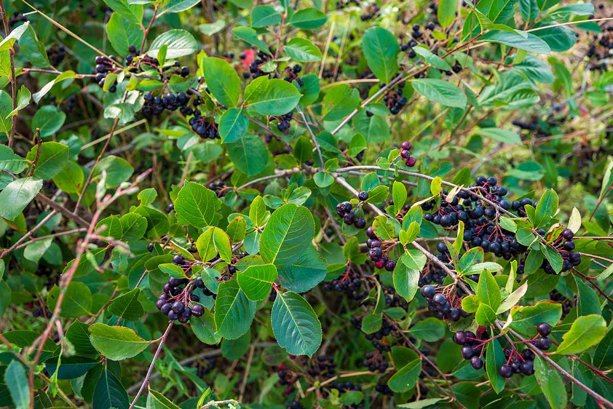 A horizontal image of an aronia shrub with clusters of ripe chokeberries growing in the garden.