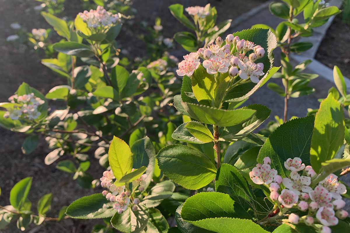 A close up horizontal image of aronia shrubs in a garden border in full bloom, pictured in light sunshine.