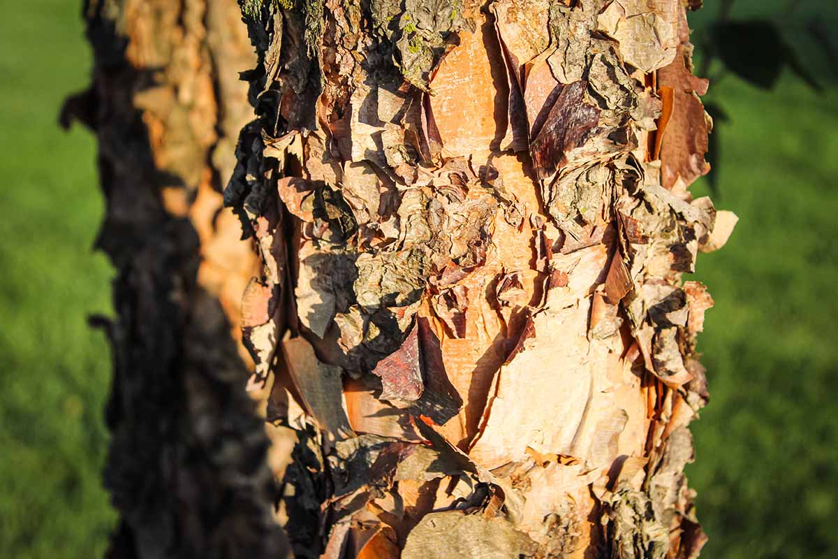 A close up horizontal image of the exfoliating branch of a Betula nigra pictured in bright sunshine.