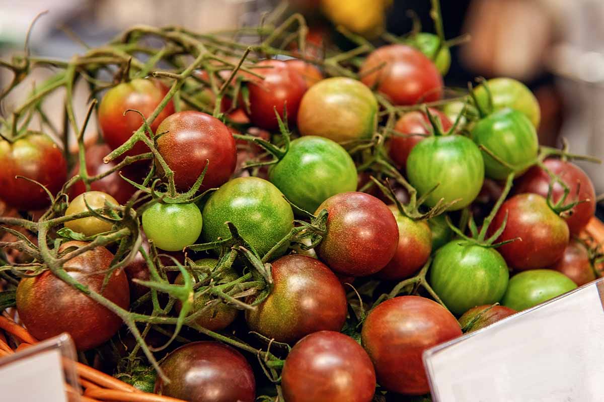 A close up horizontal image of a wicker basket filled with cherry tomatoes in various stages of ripeness.
