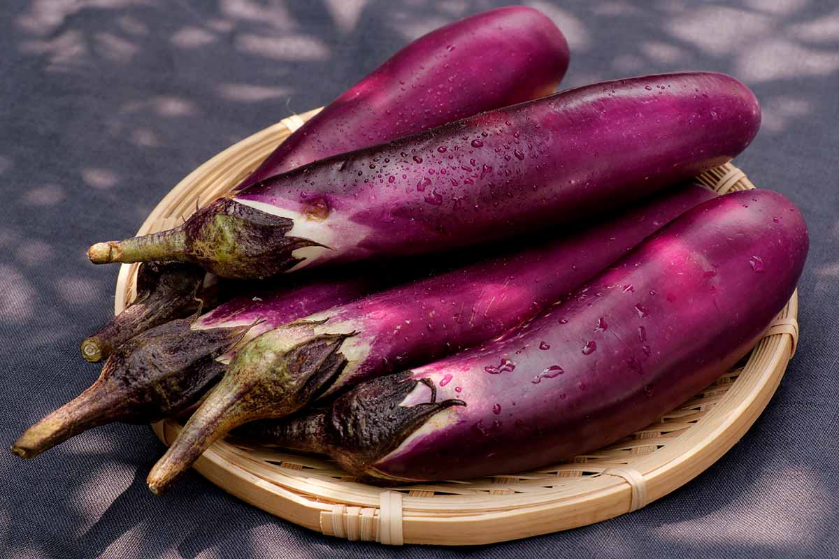 A close up horizontal image of Japanese eggplant freshly harvested set on a wicker basket on a table with a dark gray cover.