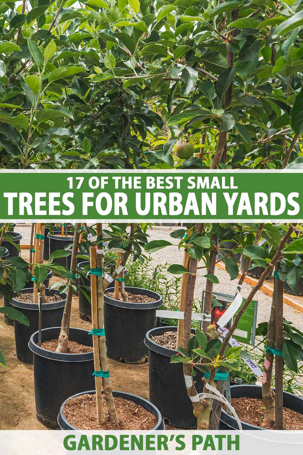 A close up vertical image of a selection of trees for sale at a garden center. To the center and bottom of the frame is green and white printed text.