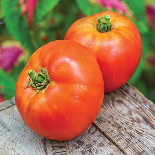 A close up square image of 'Better Boy' tomatoes set on a wooden surface pictured on a soft focus background.