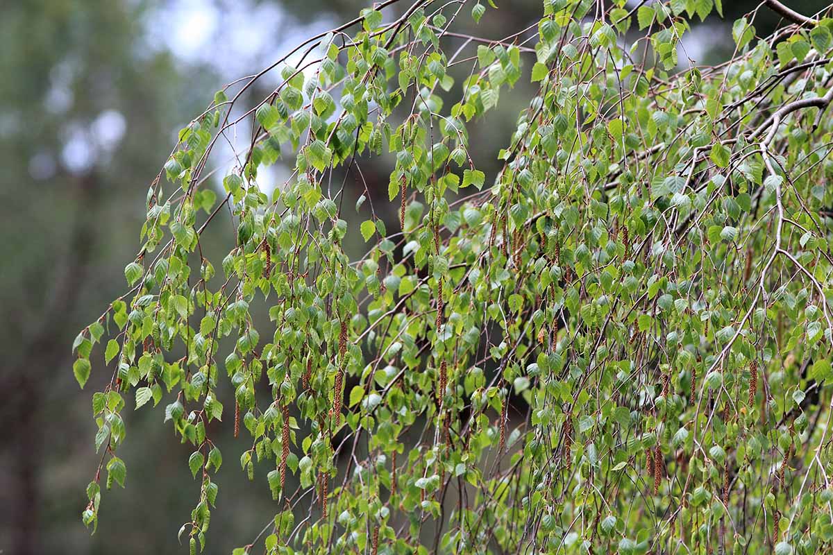 A close up horizontal image of the foliage of a Betula populifolia growing in the garden pictured on a soft focus background.